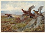 Grouse Over the Moor by Archibald Thorburn